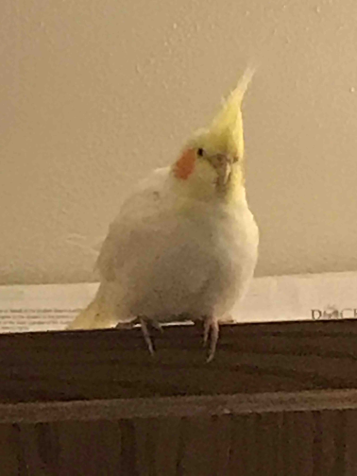 I’m a cocktail