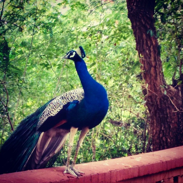 peacock