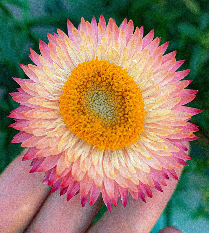 Sea flower