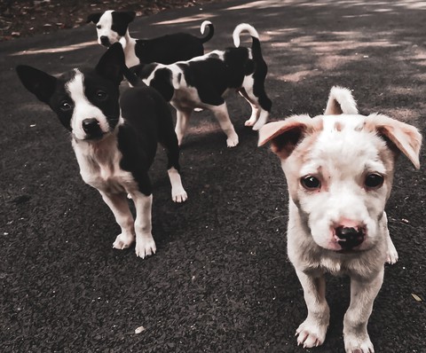 puppies