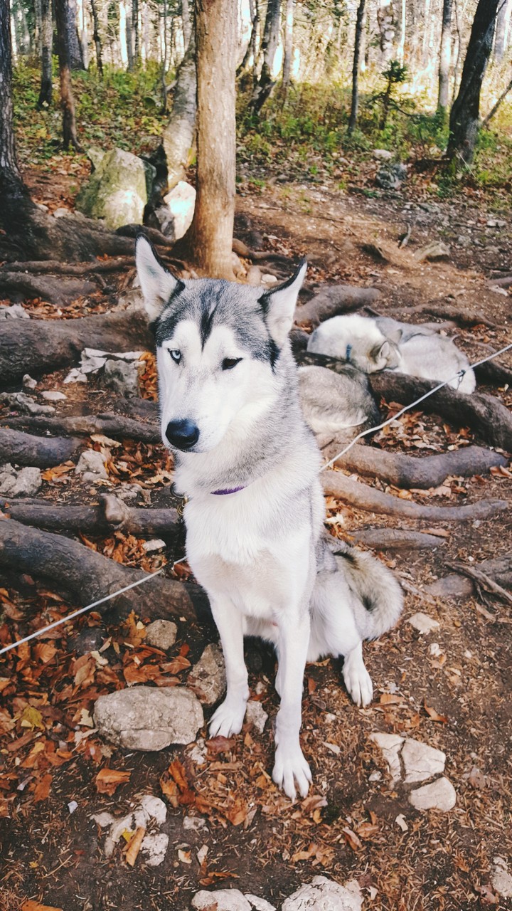 Хаски