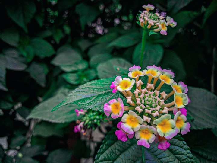 FLORA