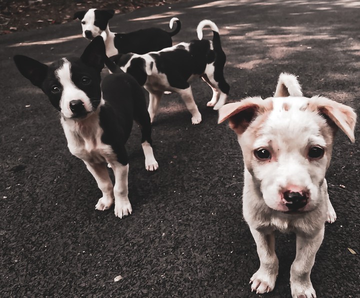 puppies