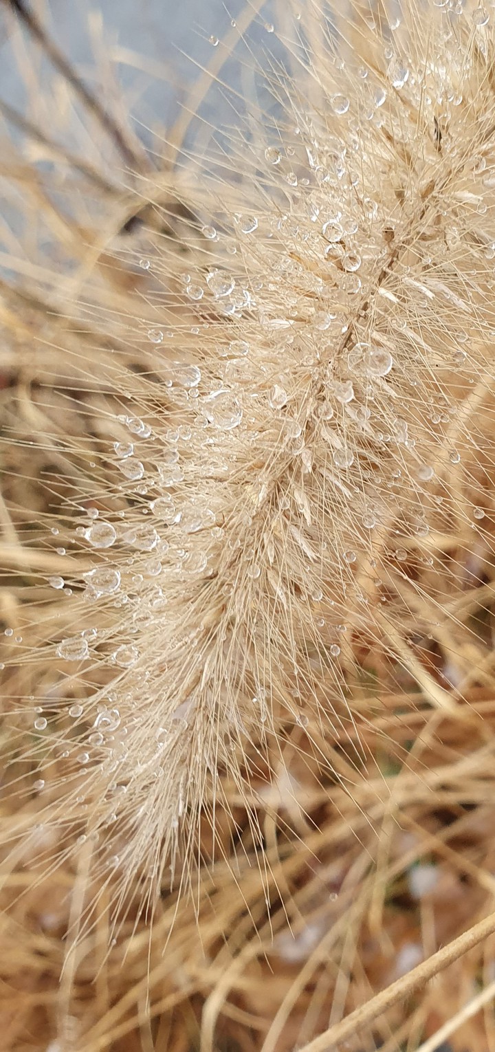 Winter grass