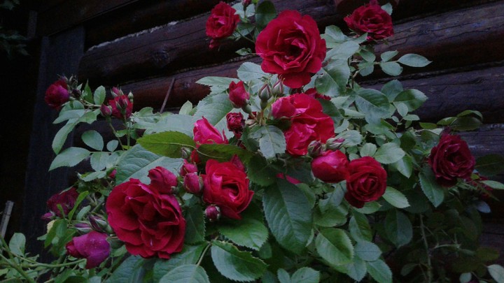 Roses