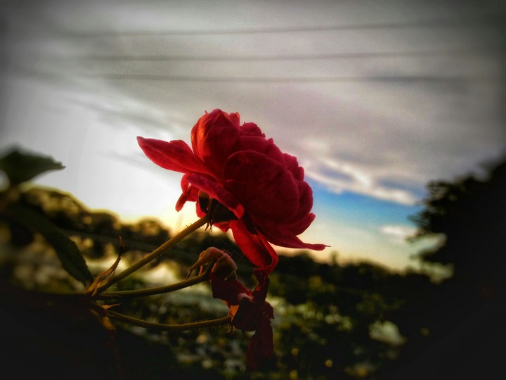 red rose 