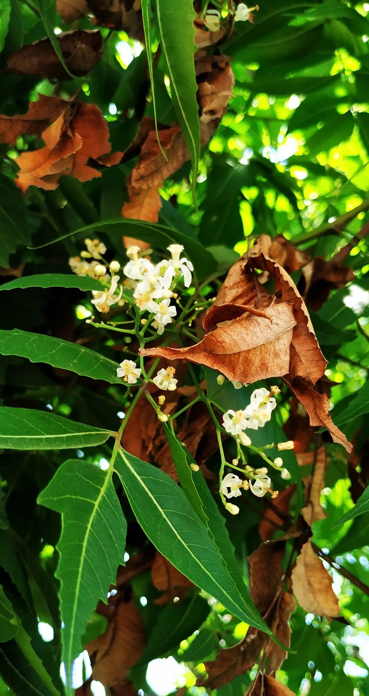 neem