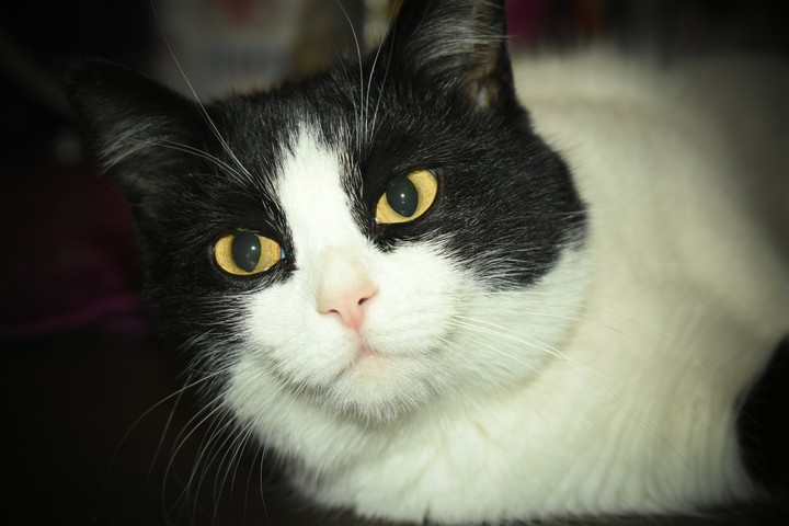cat