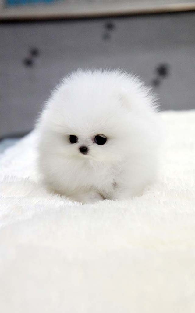 dogi