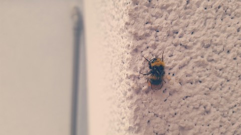 bssssssss