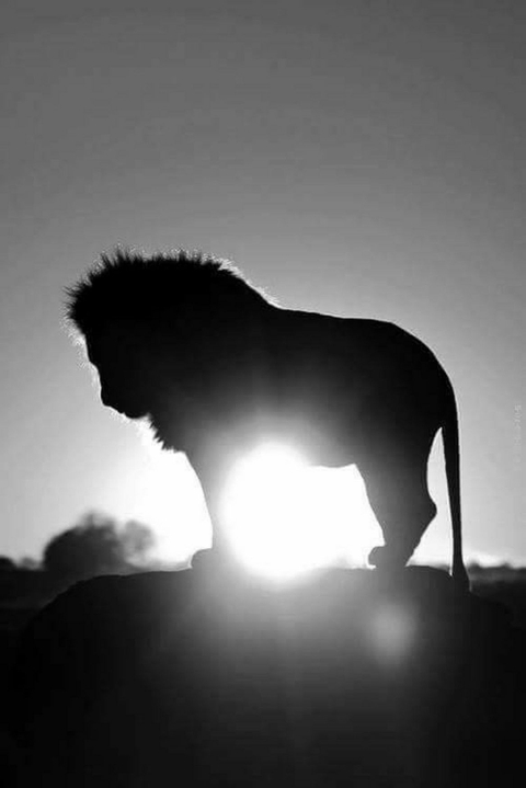 Lions