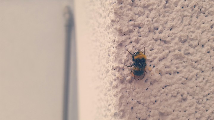 bssssssss