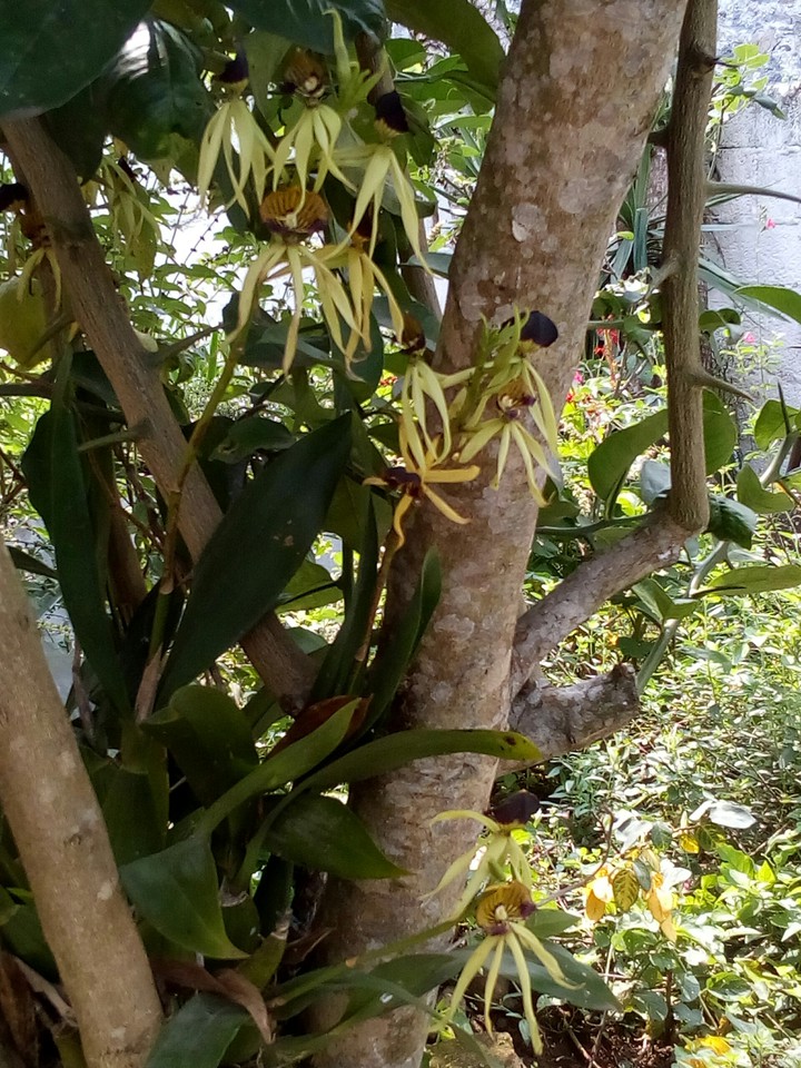orquídeas