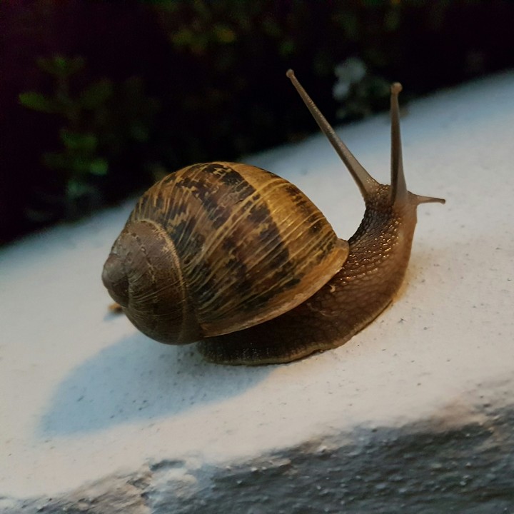 worm lumaca nature animal