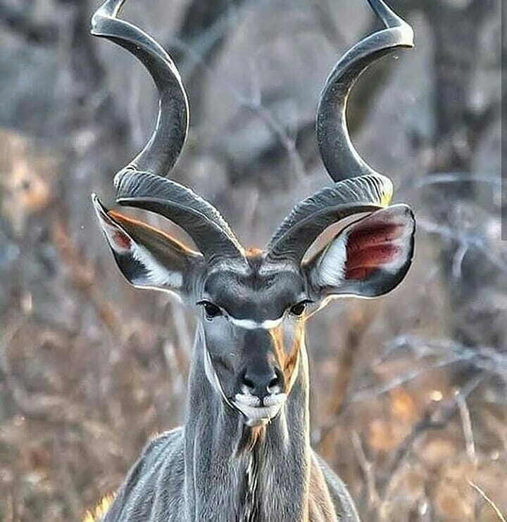 زیبا