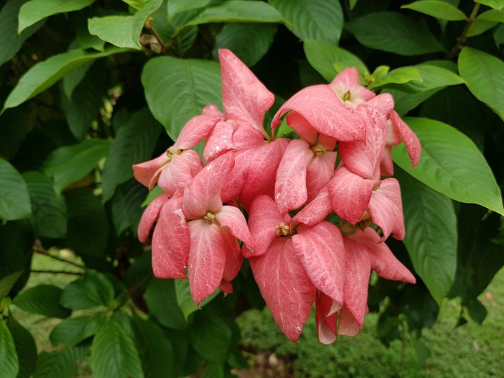 Leaf flower
