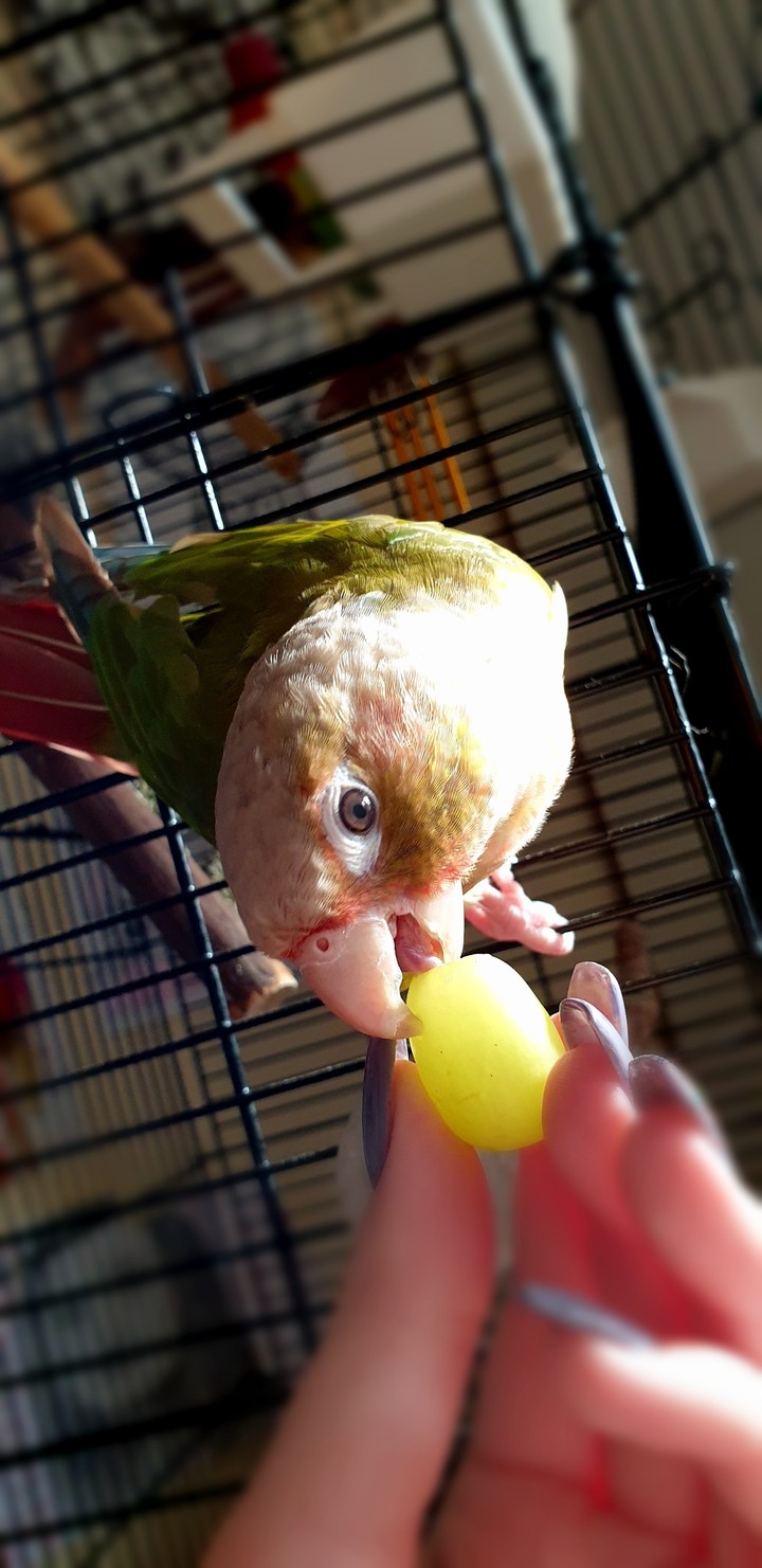 parrot