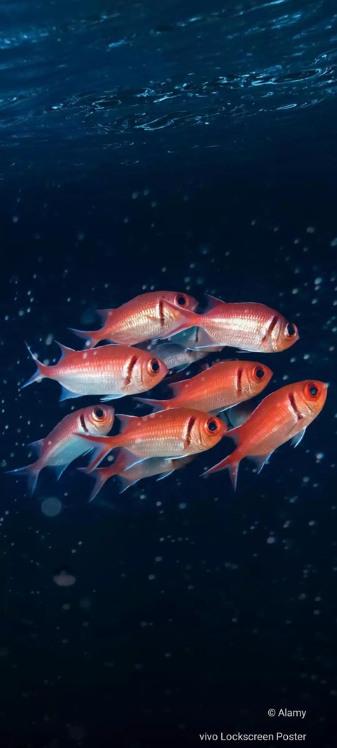 Squirrel Fish
