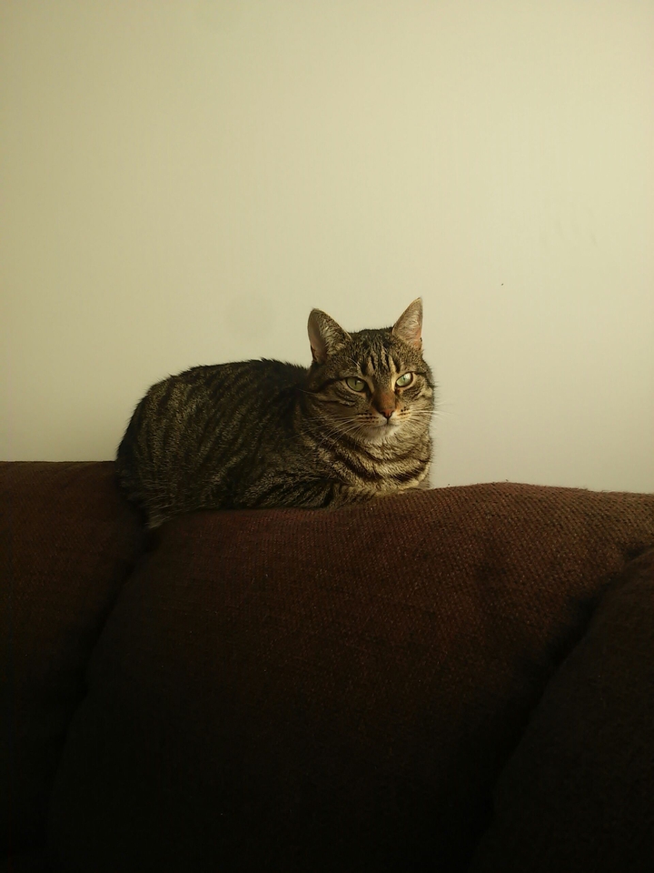 My Cat. 