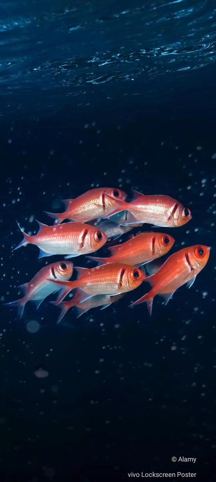 Squirrel Fish