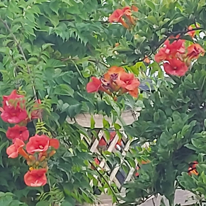 Bogonia