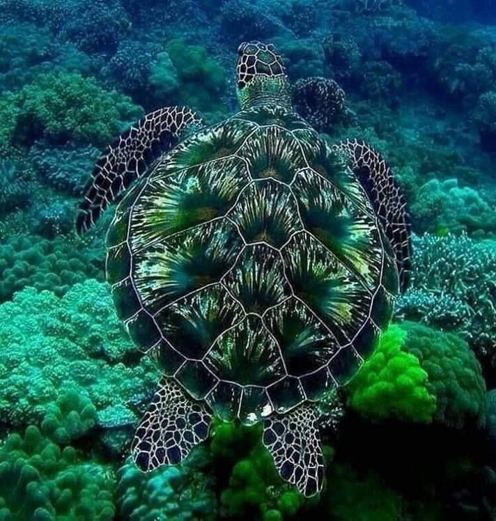 sea