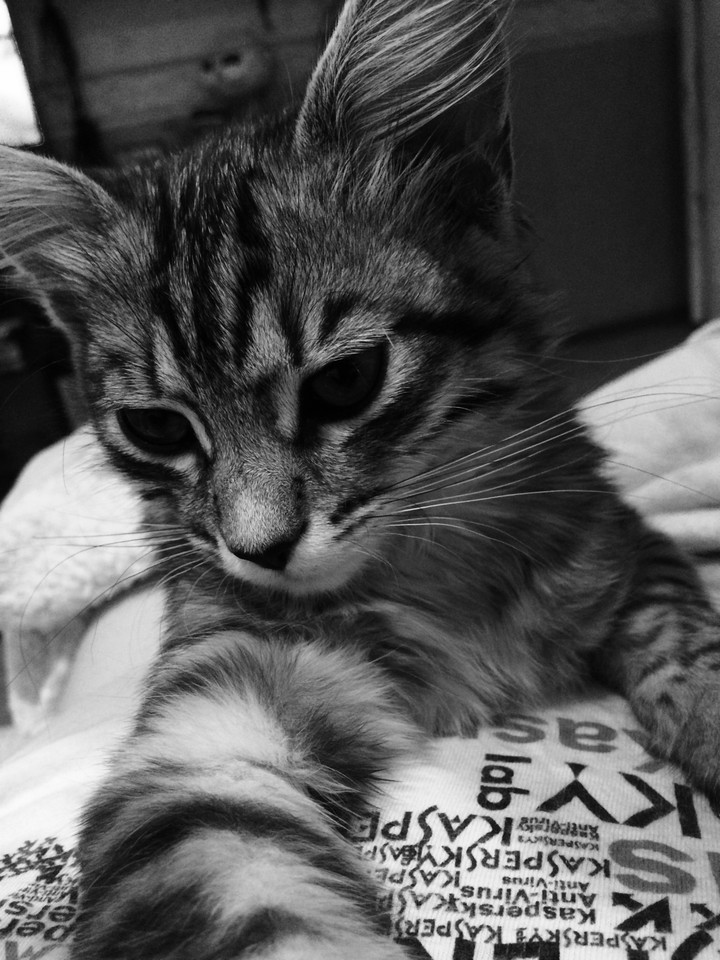 Cat Tim