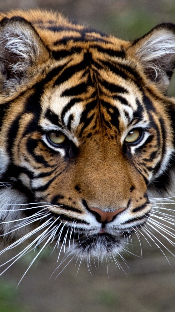 TIGRE
