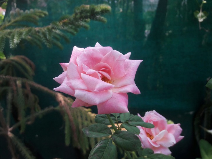 roseee