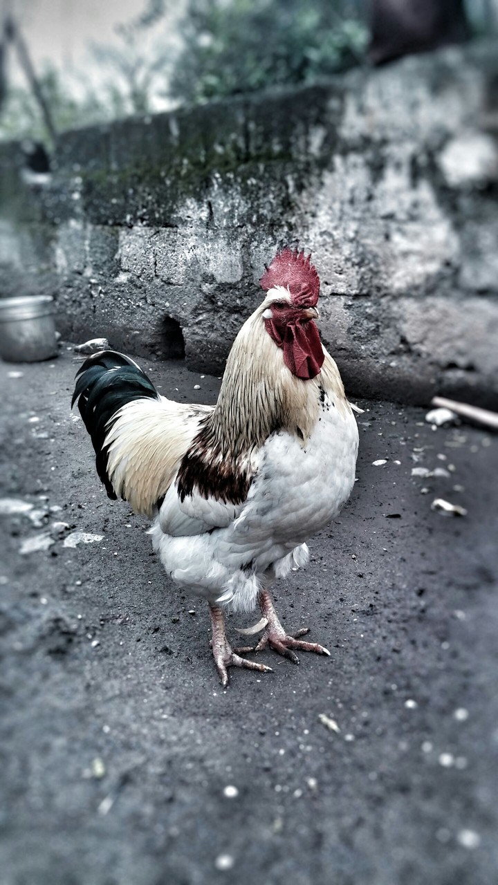 Rooster