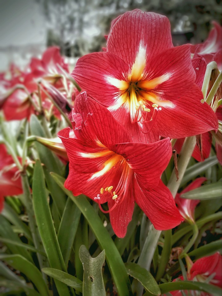tulips