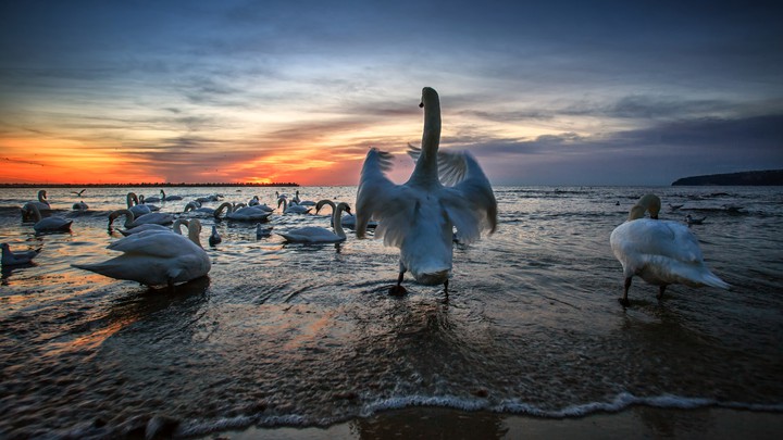 varna