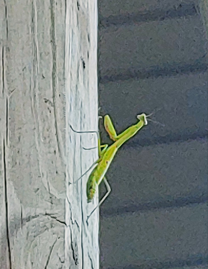 praying mantis