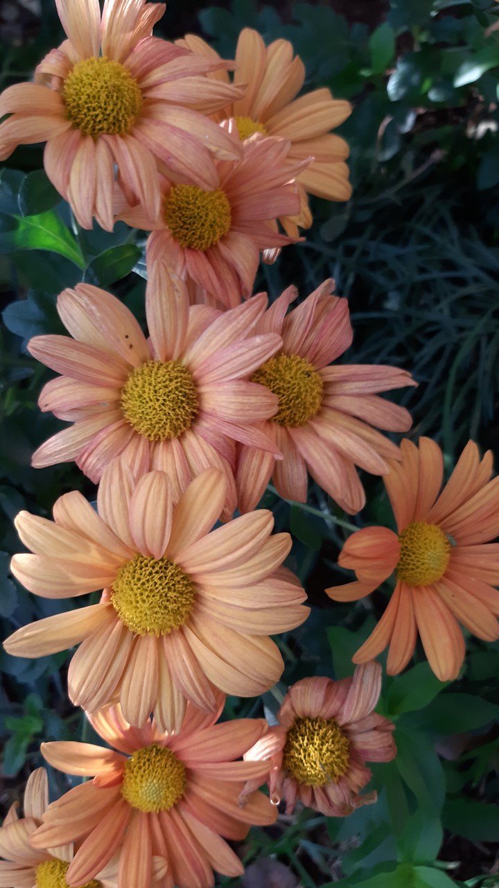 flowers