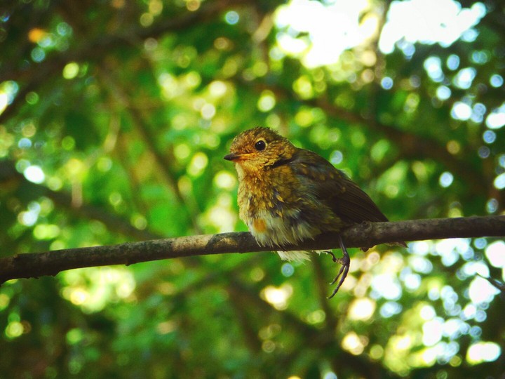 A bird that can barely fly