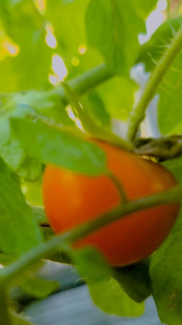 Homegrown tomatoe