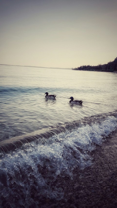 waves, shore वॉलपेपर