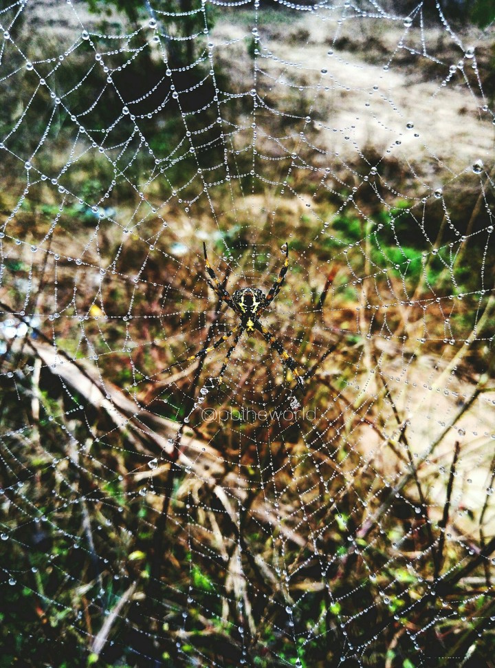 spider