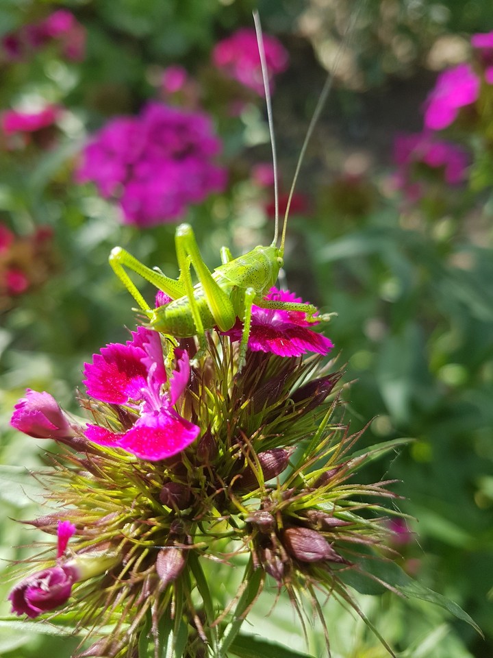 grasshopper
