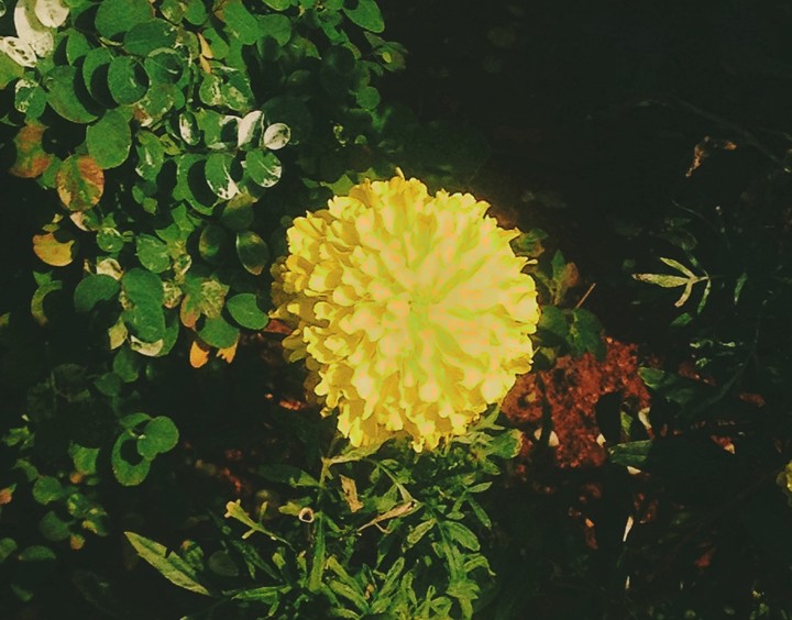 flower