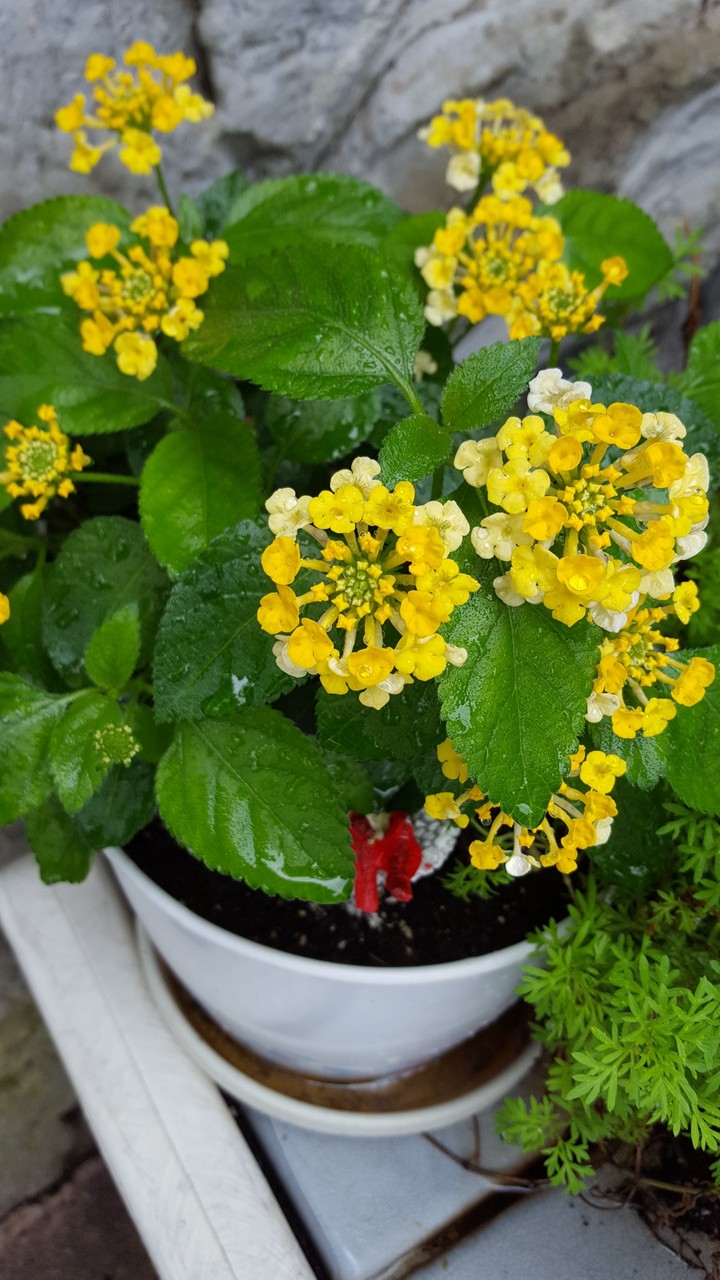 Lantana