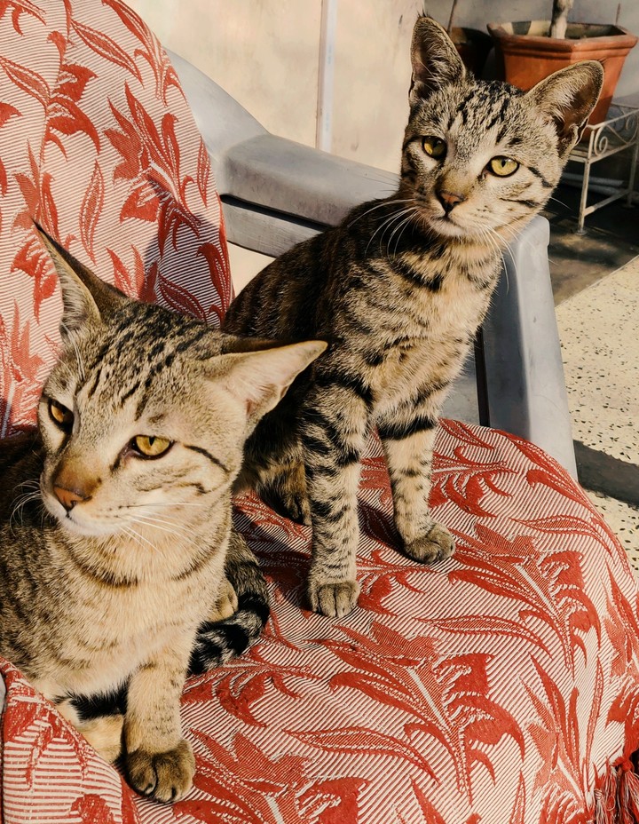 brotherhood