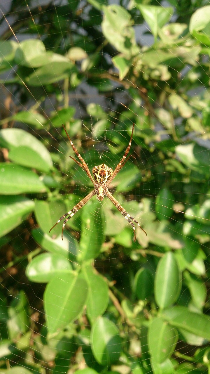 Spider at my Lawn
