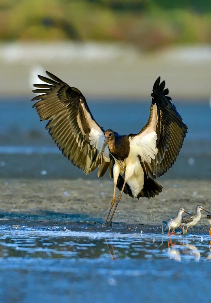 Freedom Birds
