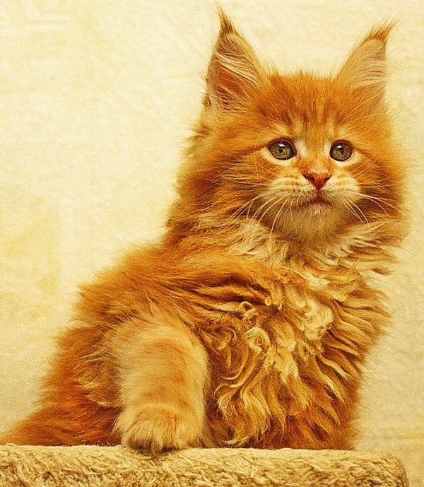 red girl main-coon #maincoon #kitten
