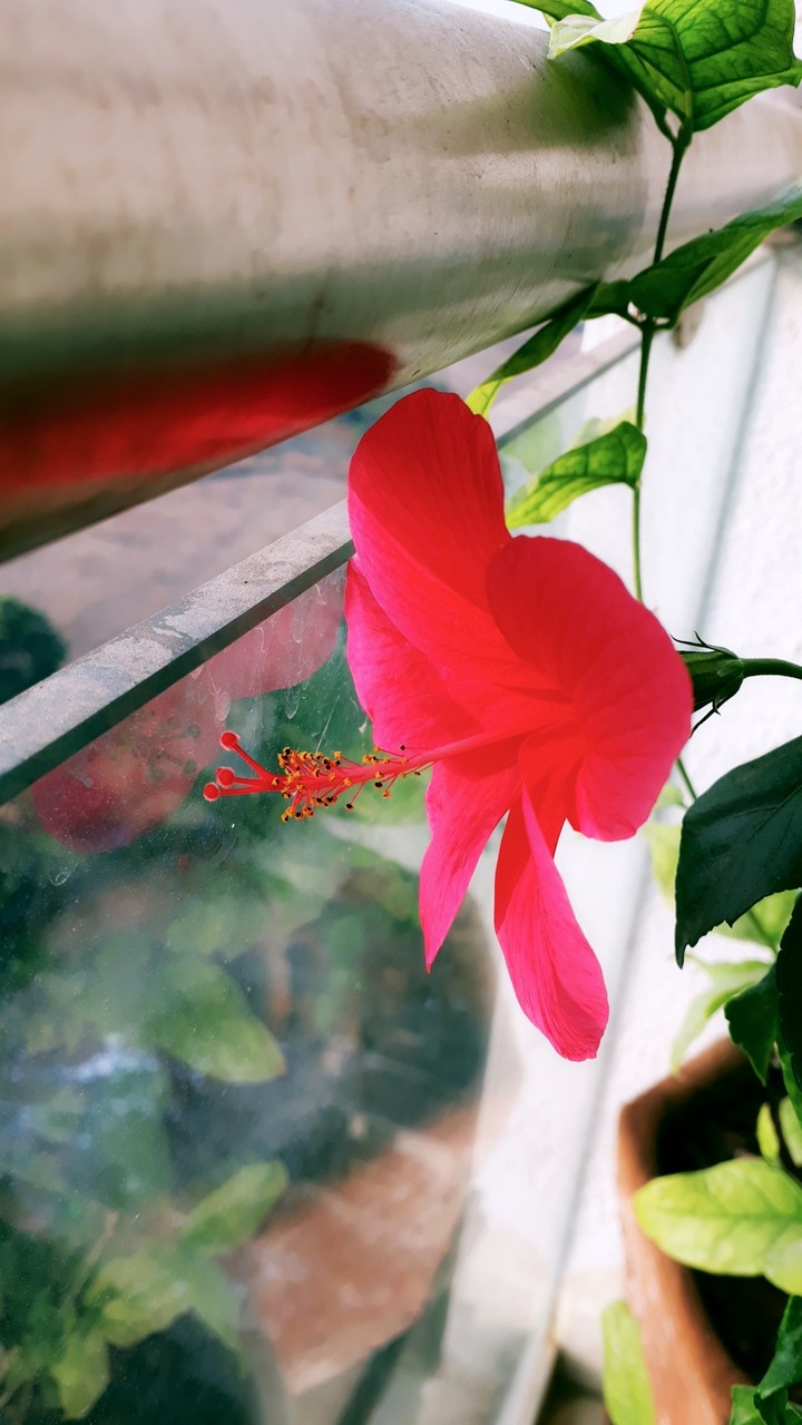 Hibiscus