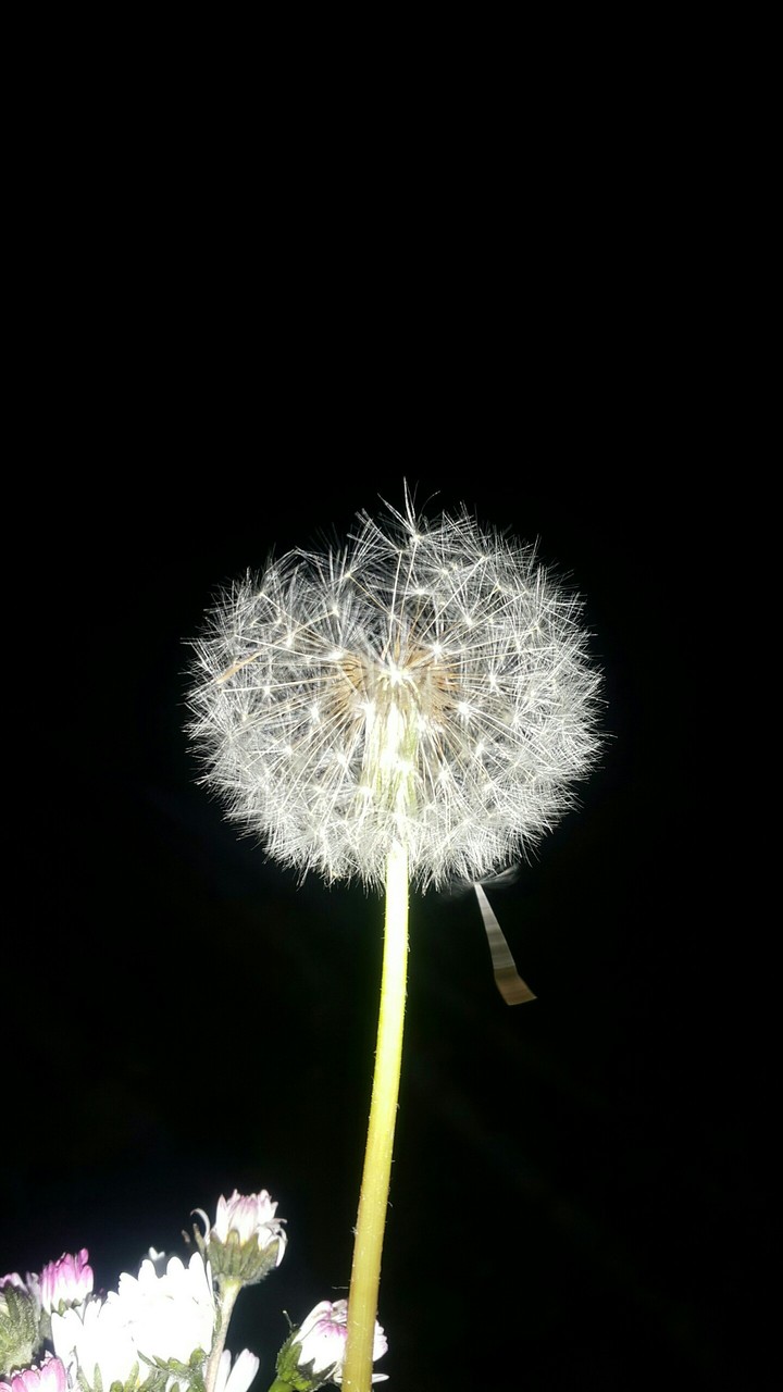Dandelion