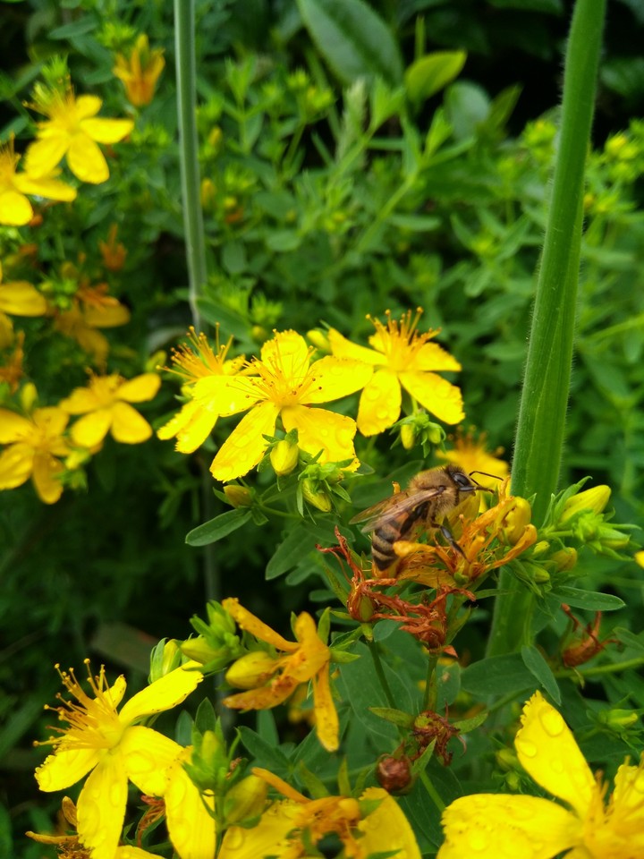 bee at work on a rainy day