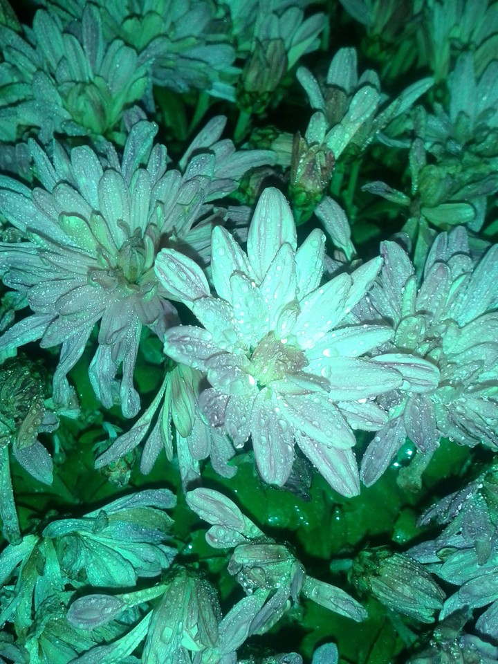 flover