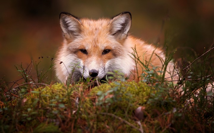 #лиса#fox#рыжик